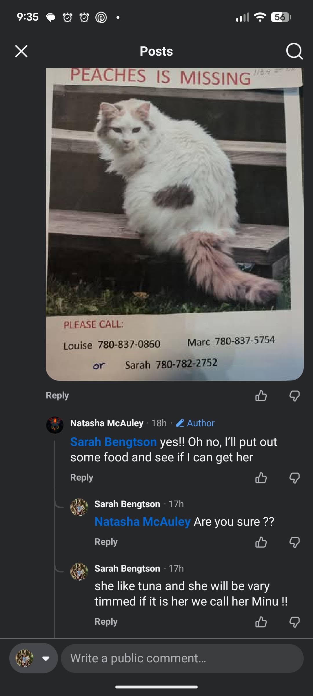 Lost Cat in Edmonton