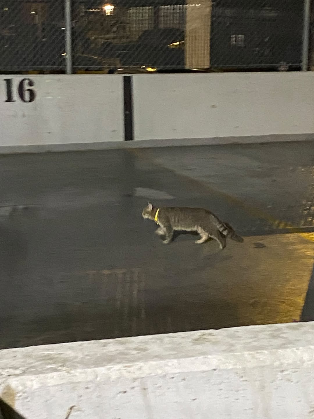 Found cat