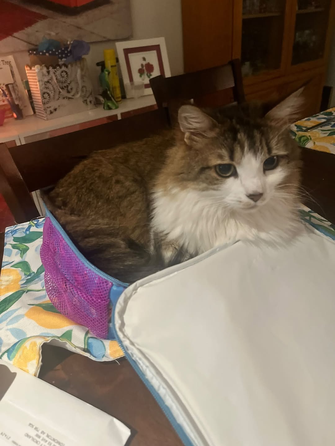 Lost Cat in Edmonton
