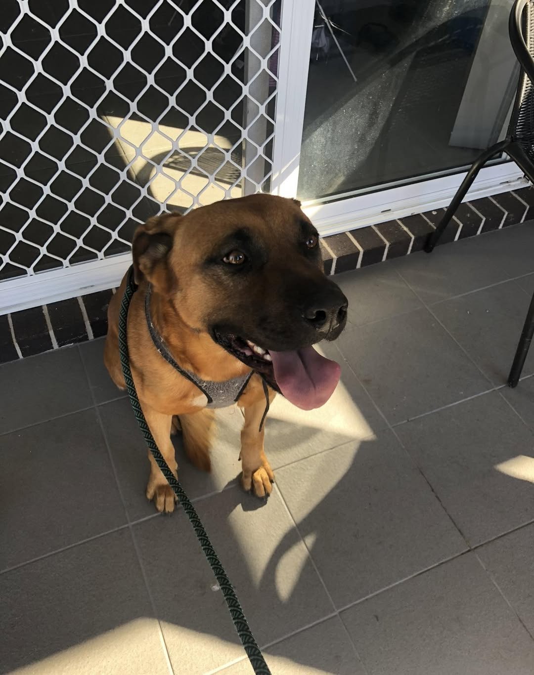 Found Dog in Australia