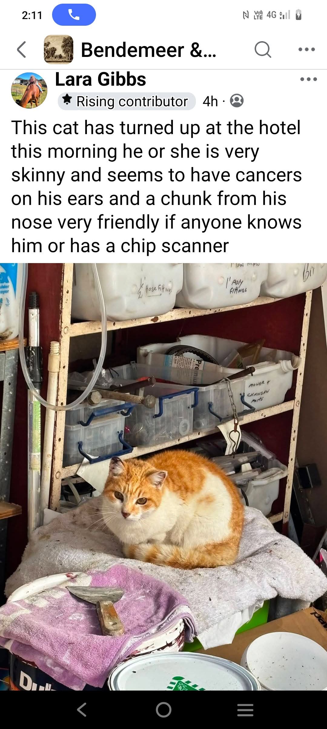 Found cat