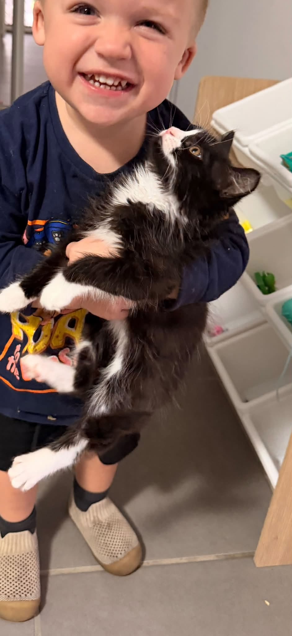 Found cat