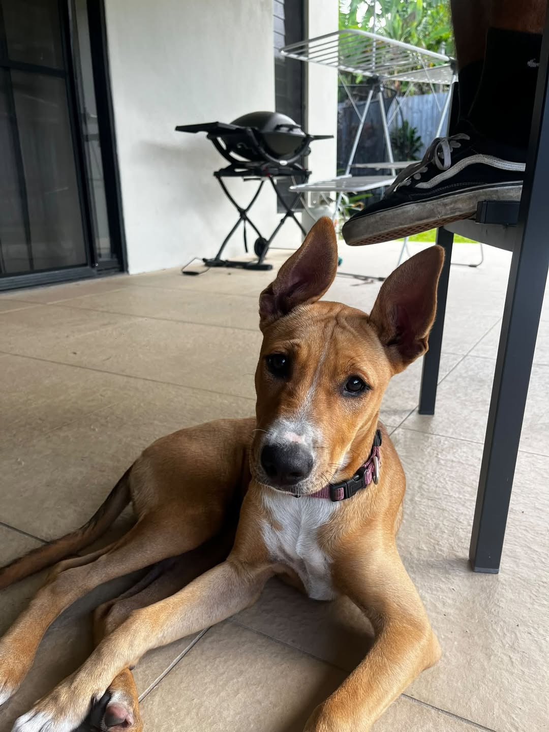 Lost dog
