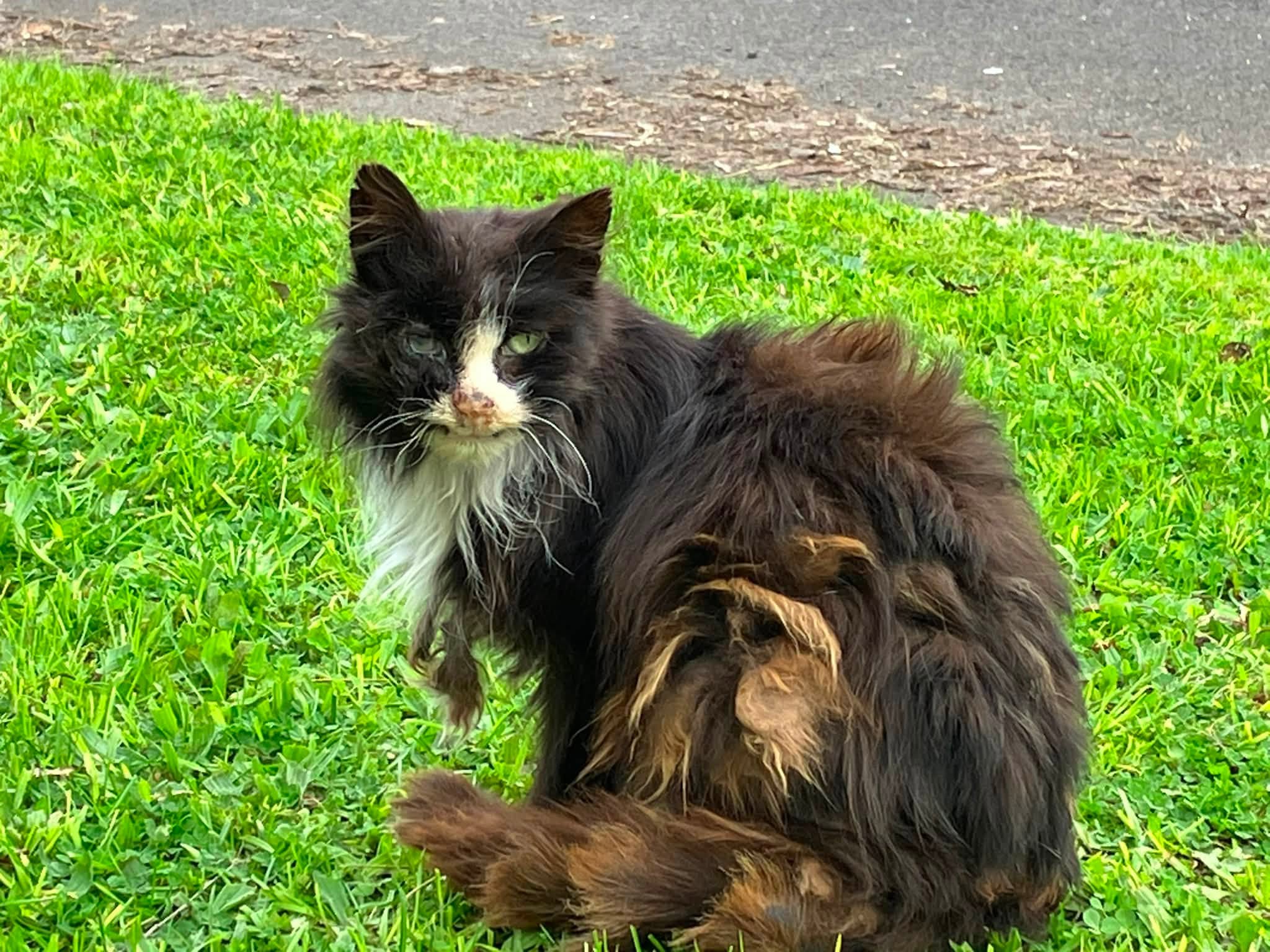 Found Cat in Spotswood