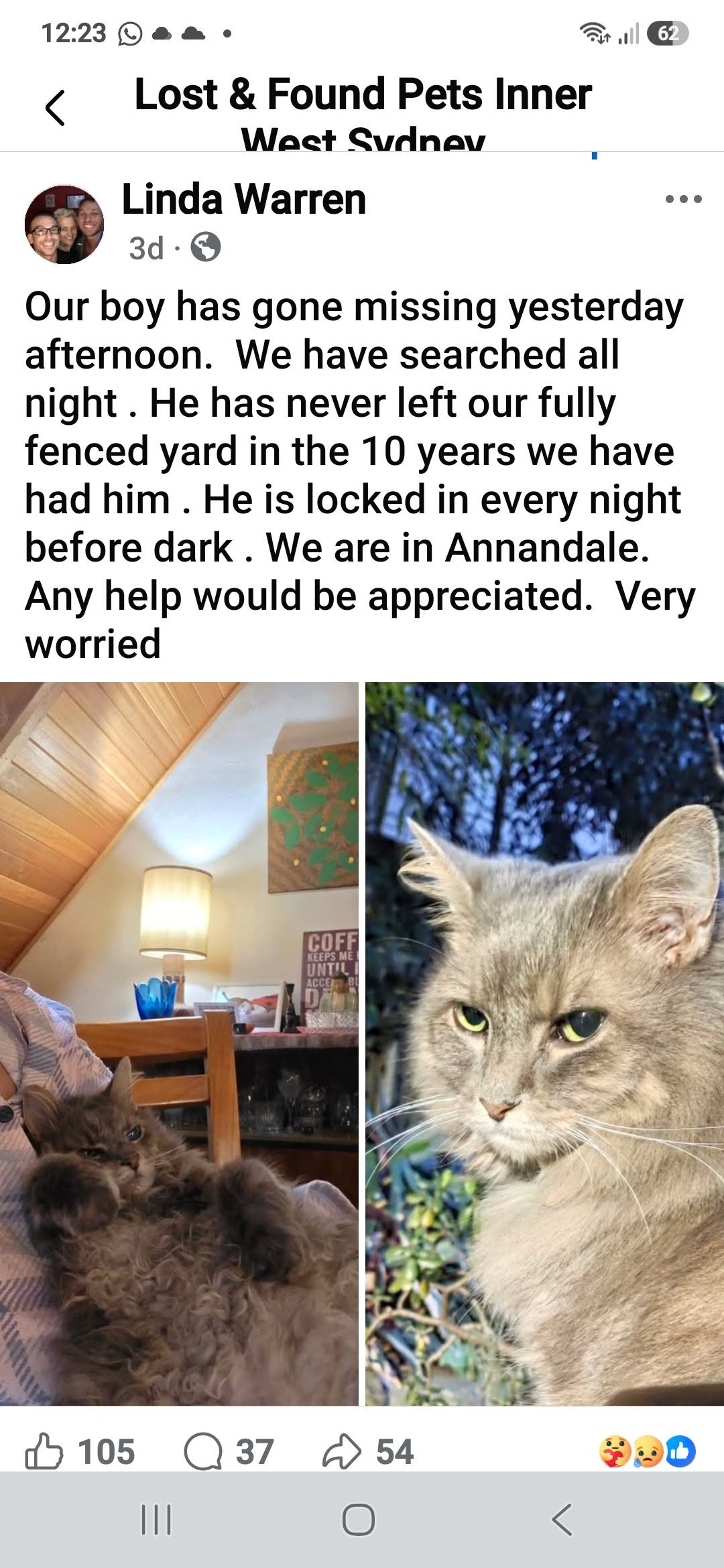 Lost cat