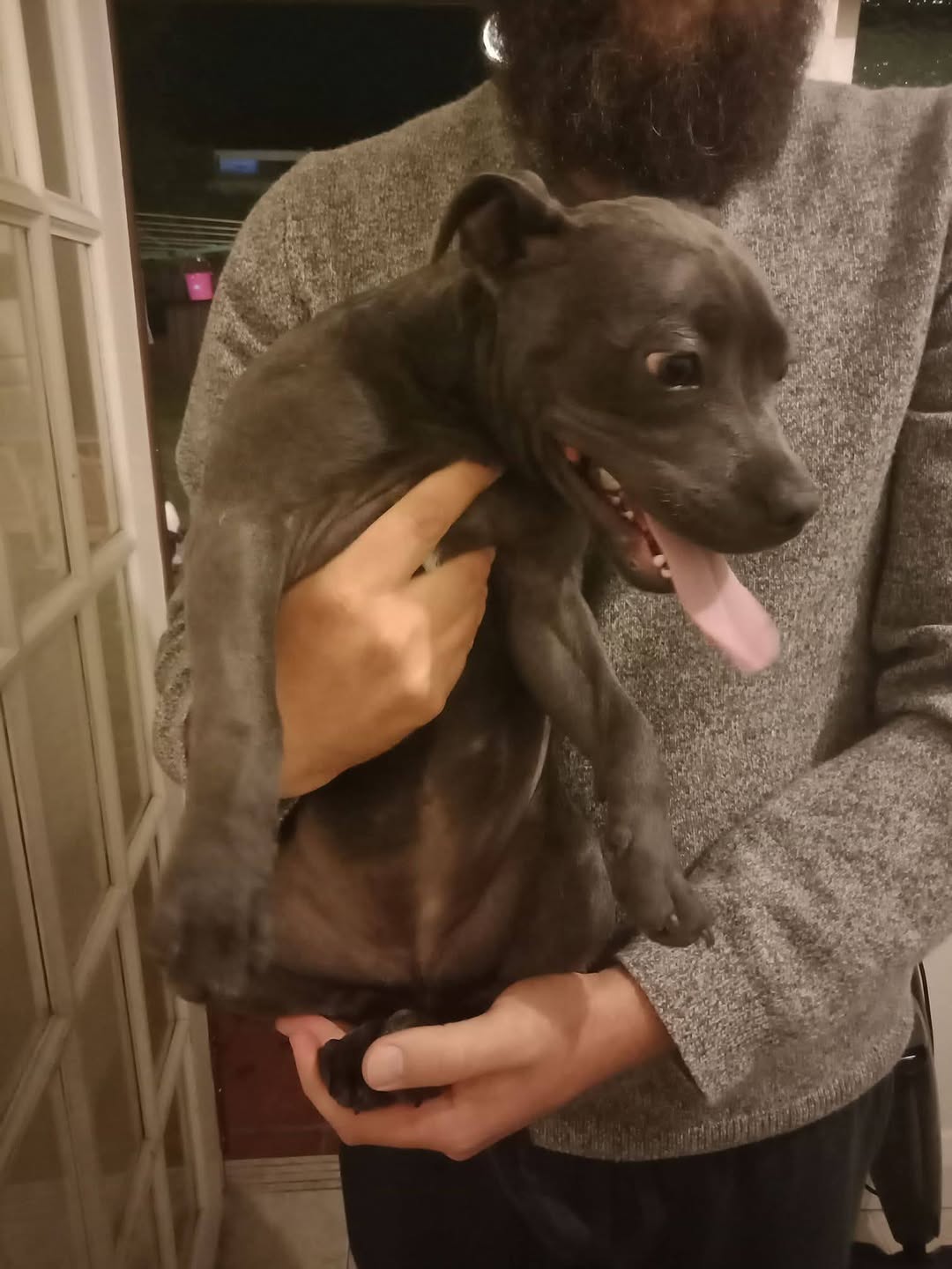 Found dog