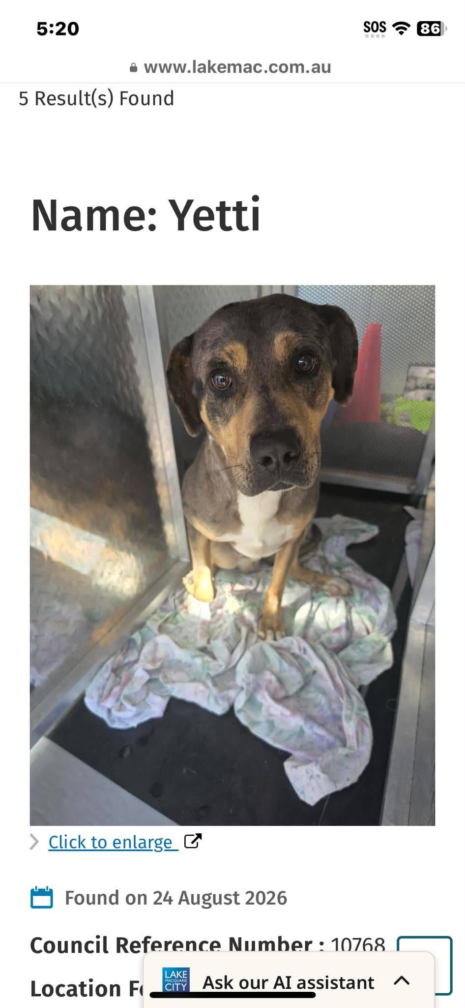 Found dog