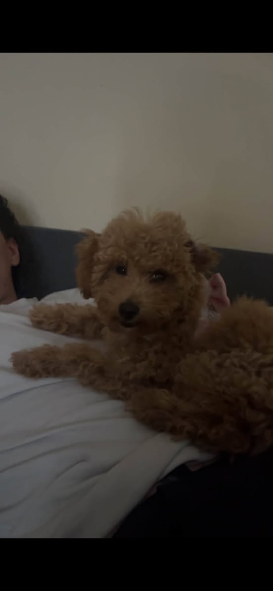 Lost dog