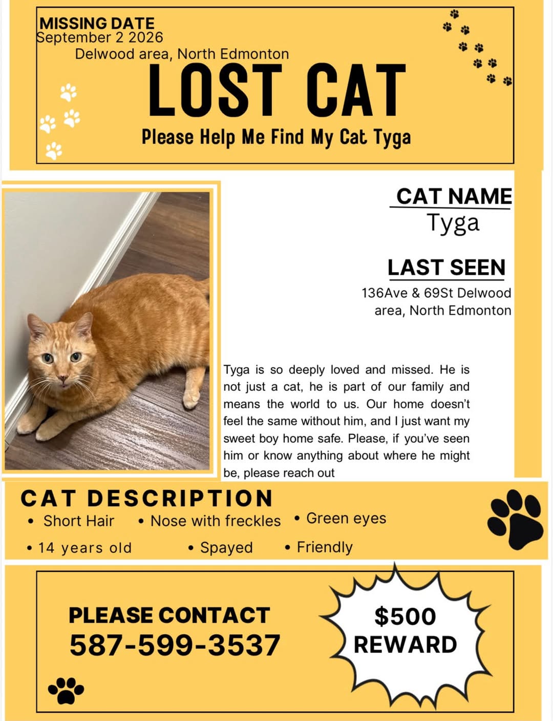 Lost Cat in Delwood