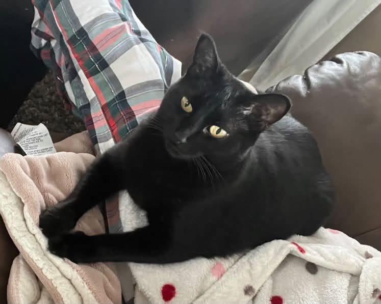 Lost cat