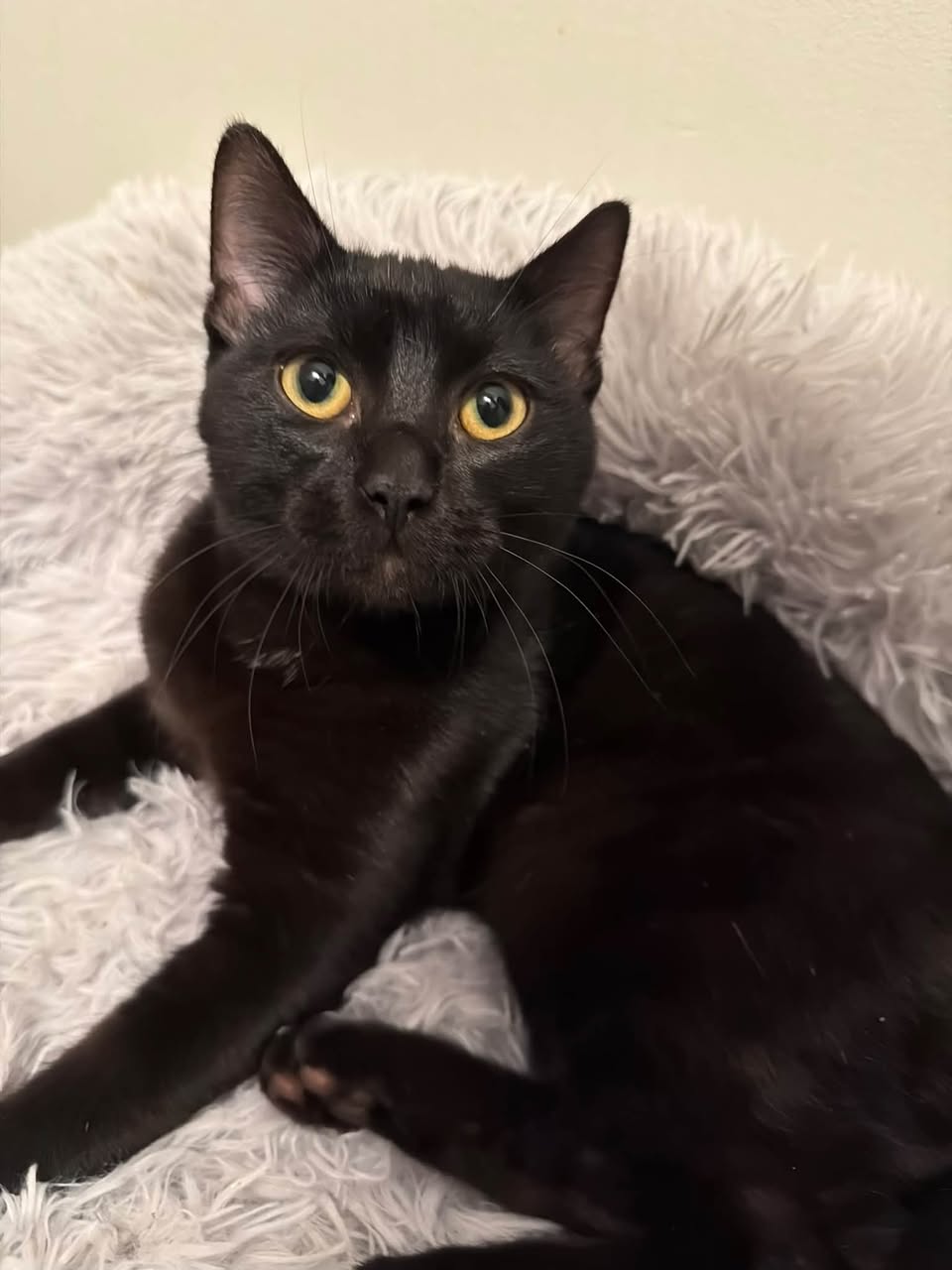 Found cat