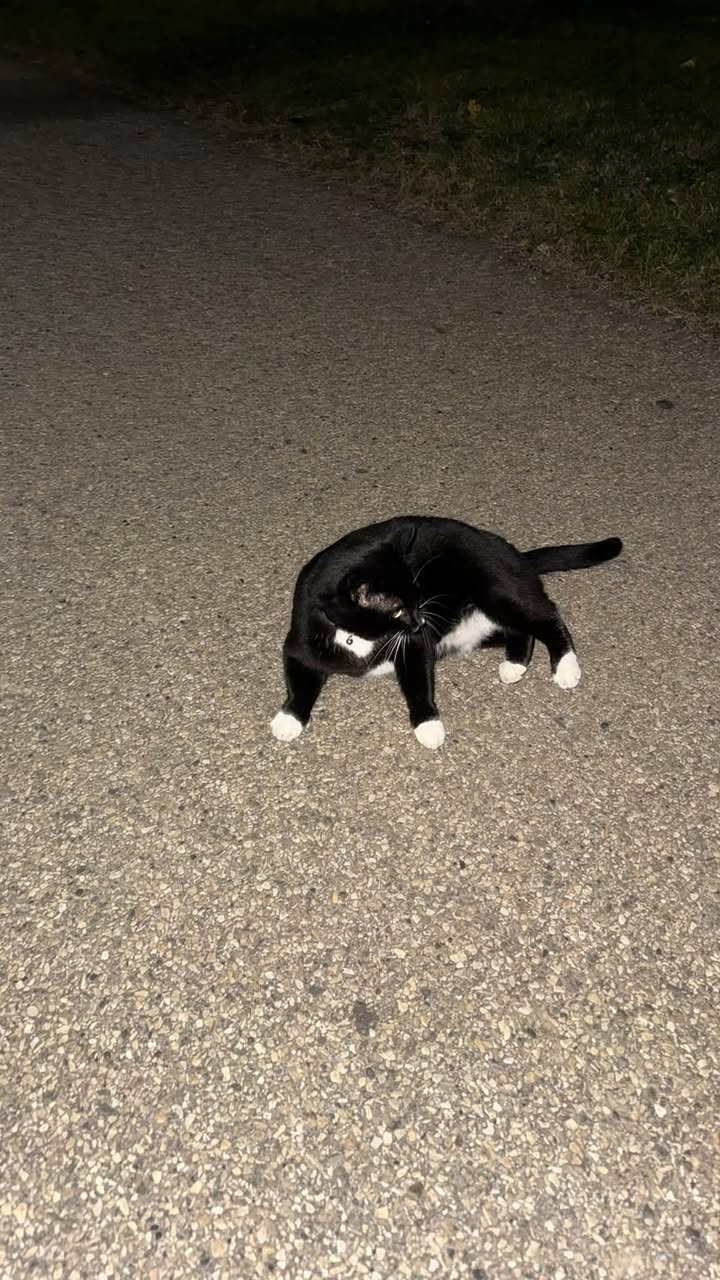 Found cat