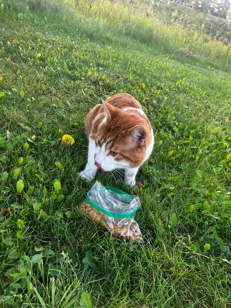 Found cat