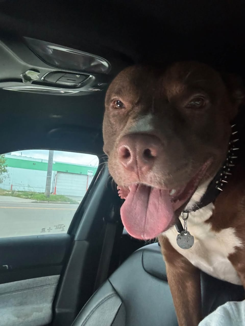 Found dog