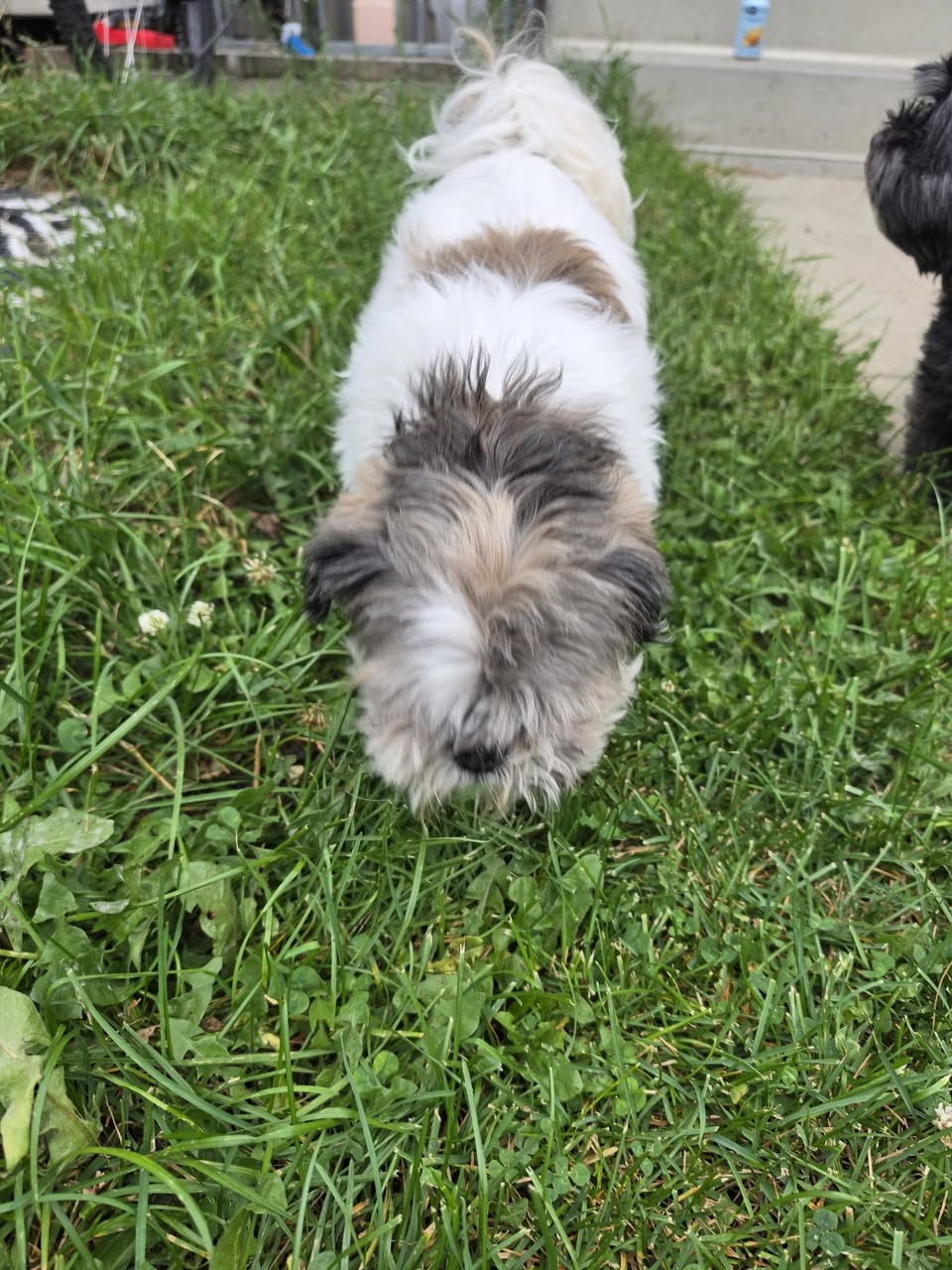 Found dog