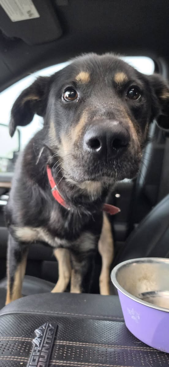 Found dog