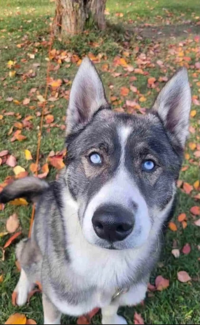 Lost Dog in Edmonton