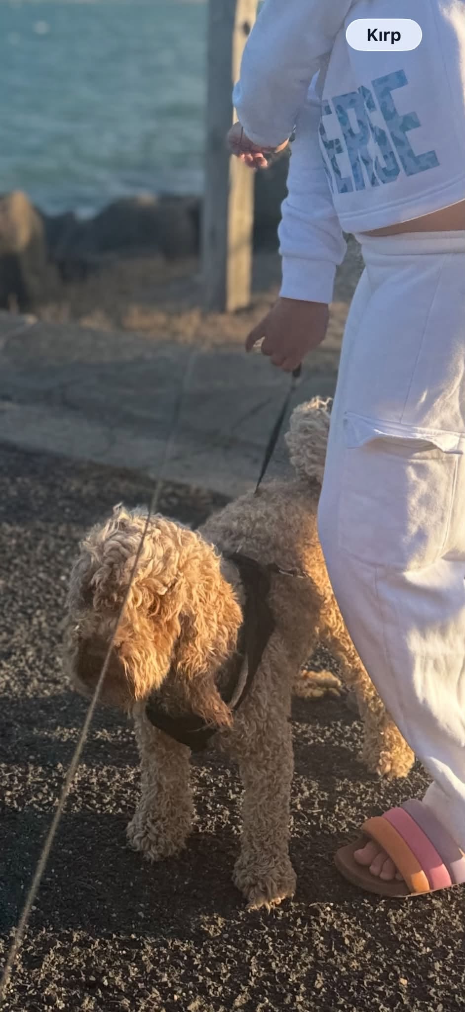 Lost Dog in Victoria