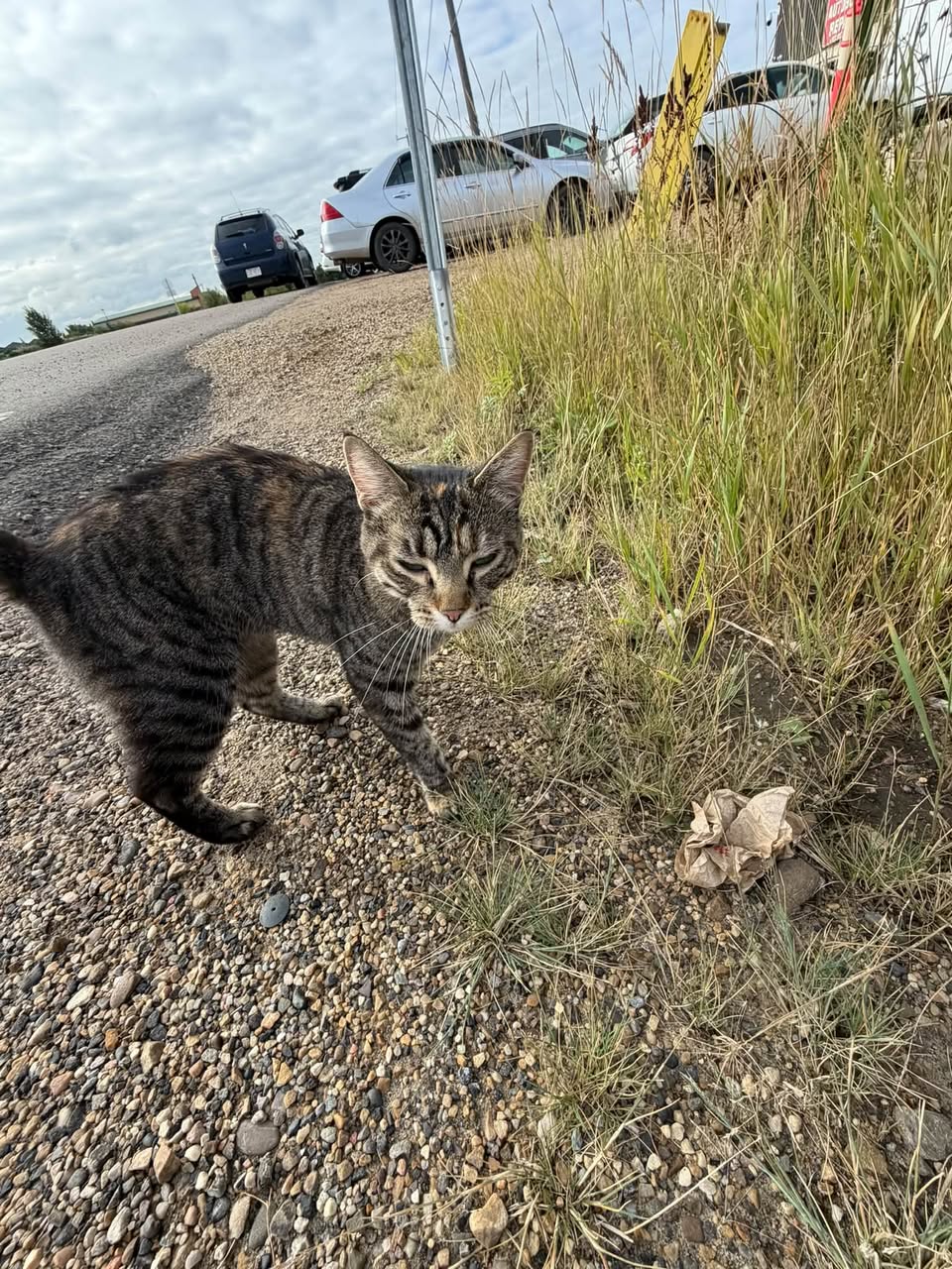 Found cat