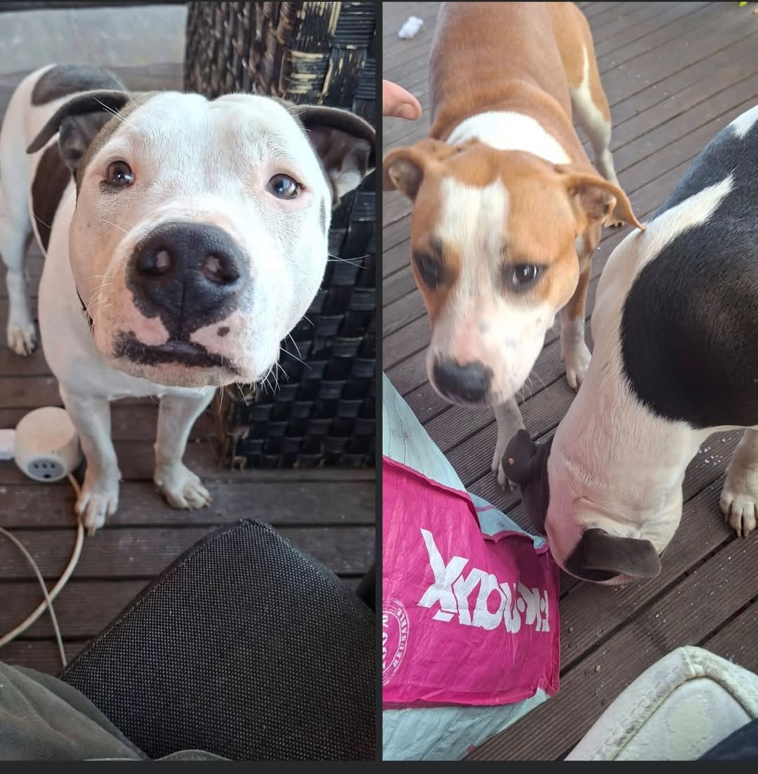 Found Dog in Victoria