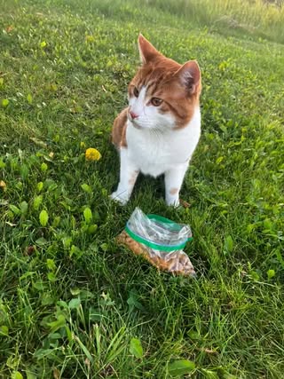 Found cat