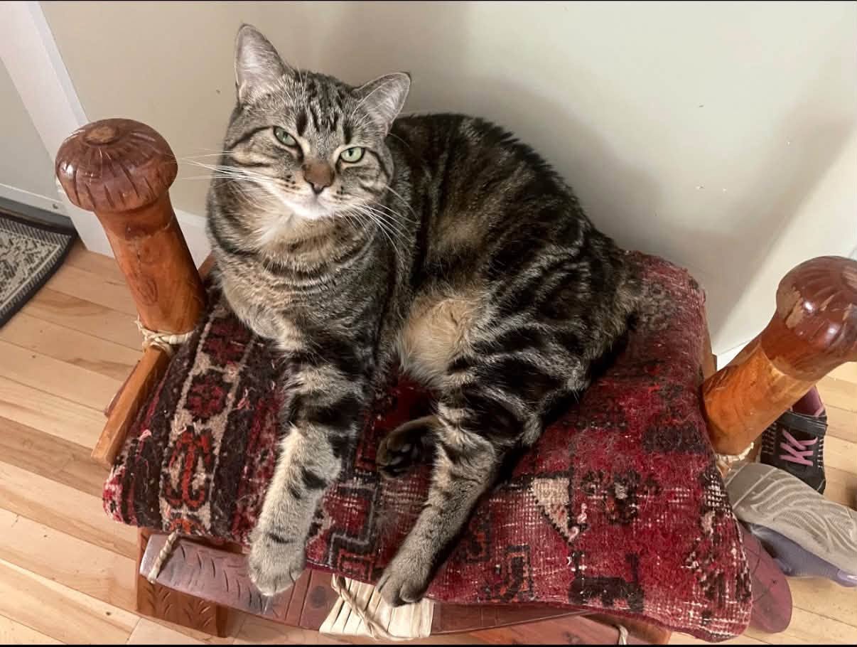 Lost cat