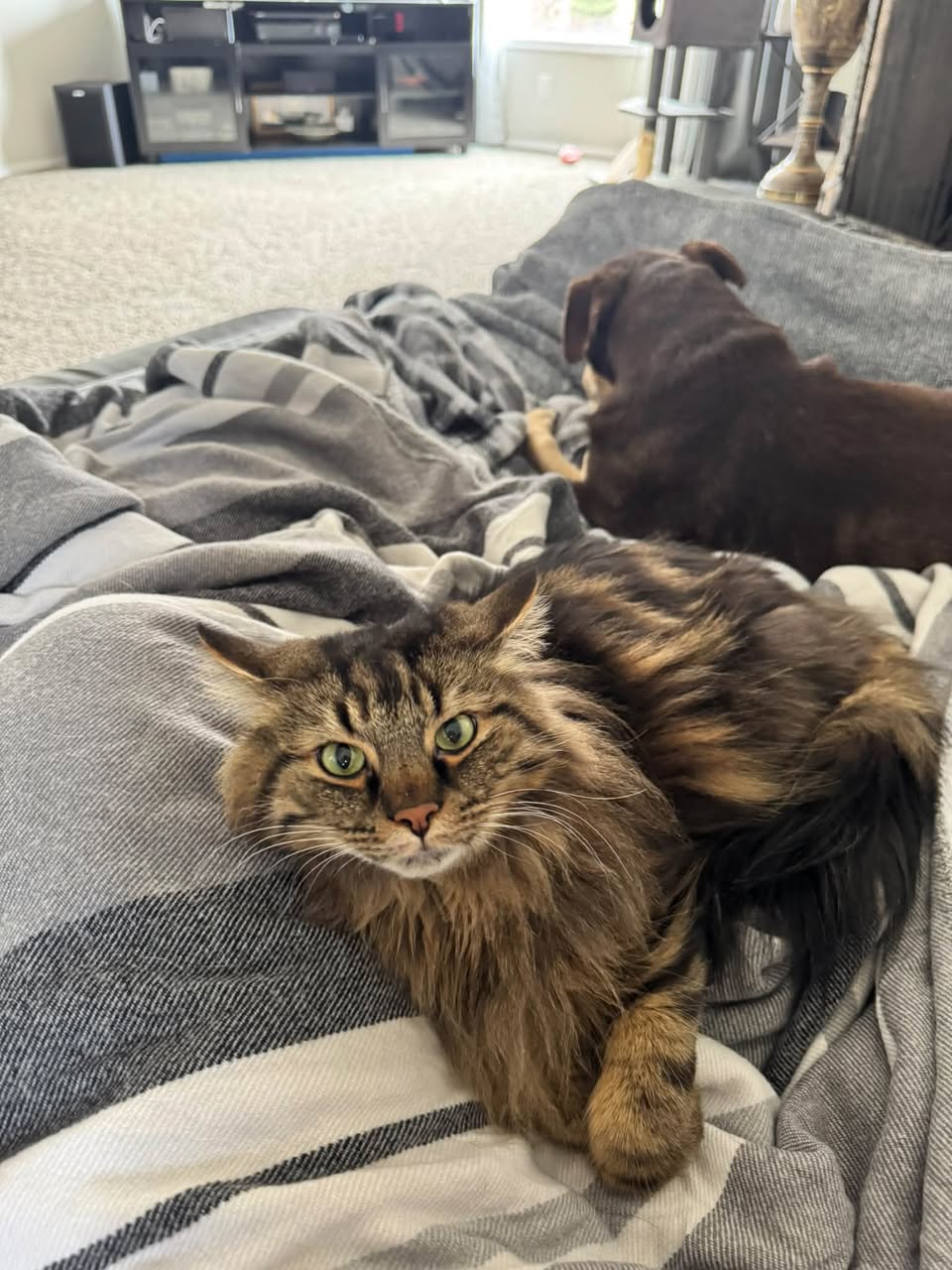 Lost cat