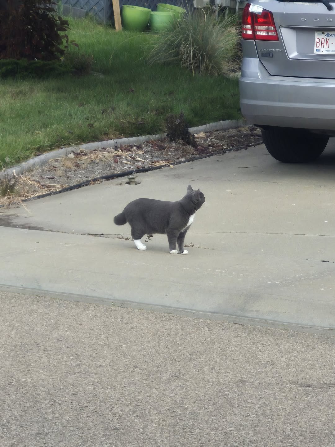 Found cat