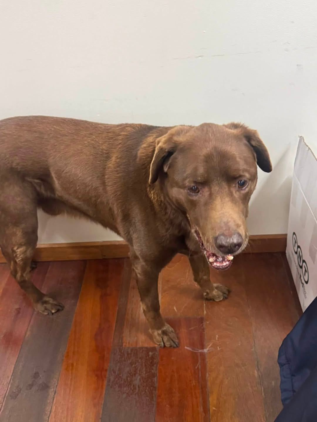 Found Dog in Victoria