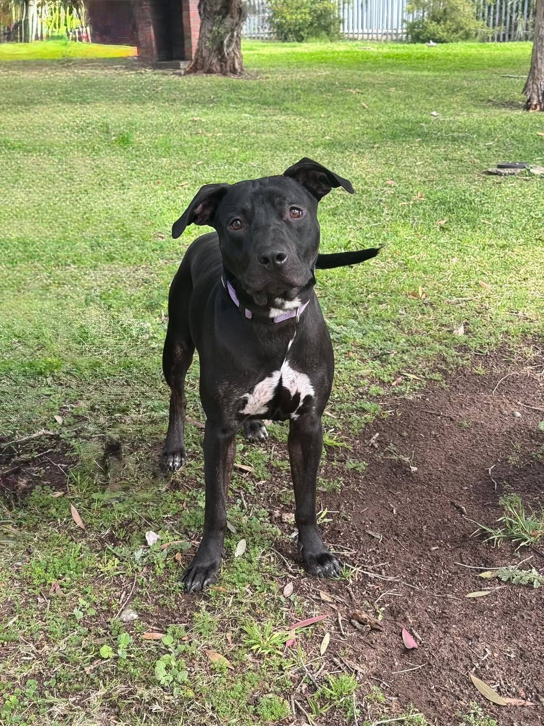 Found dog