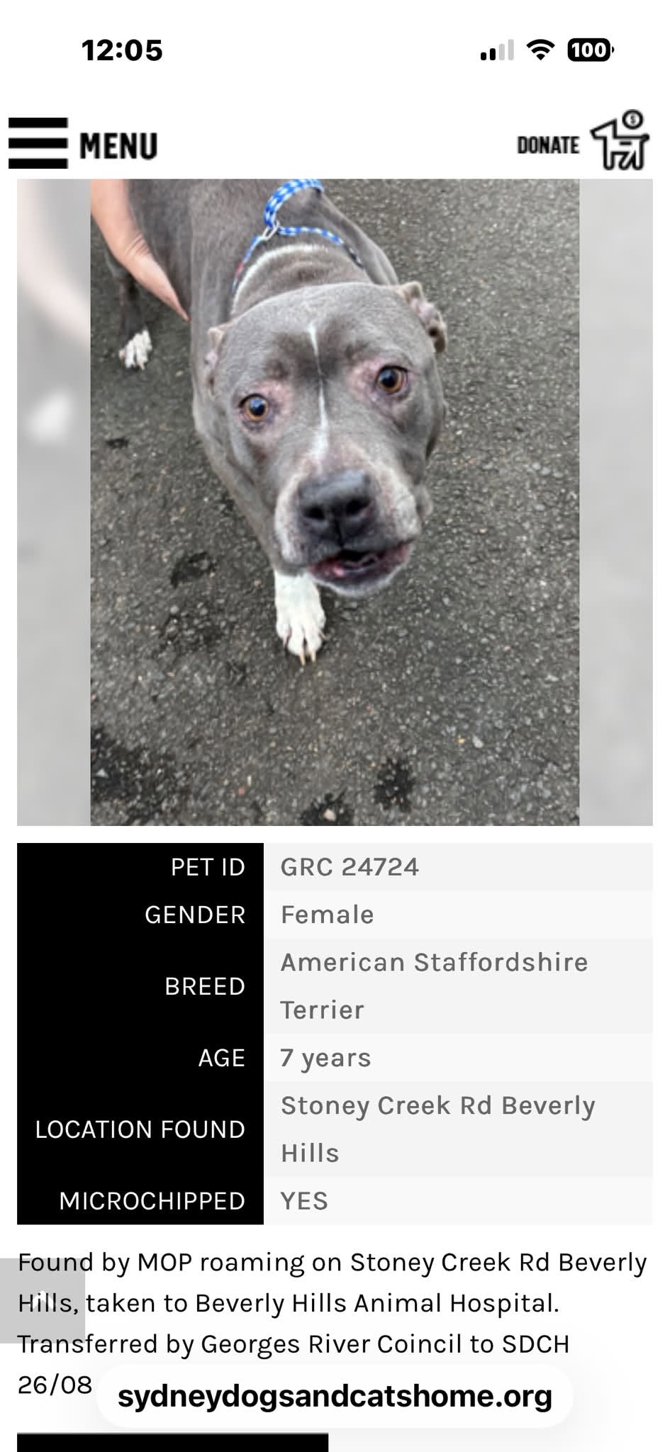 Found Dog in Beverly Hills