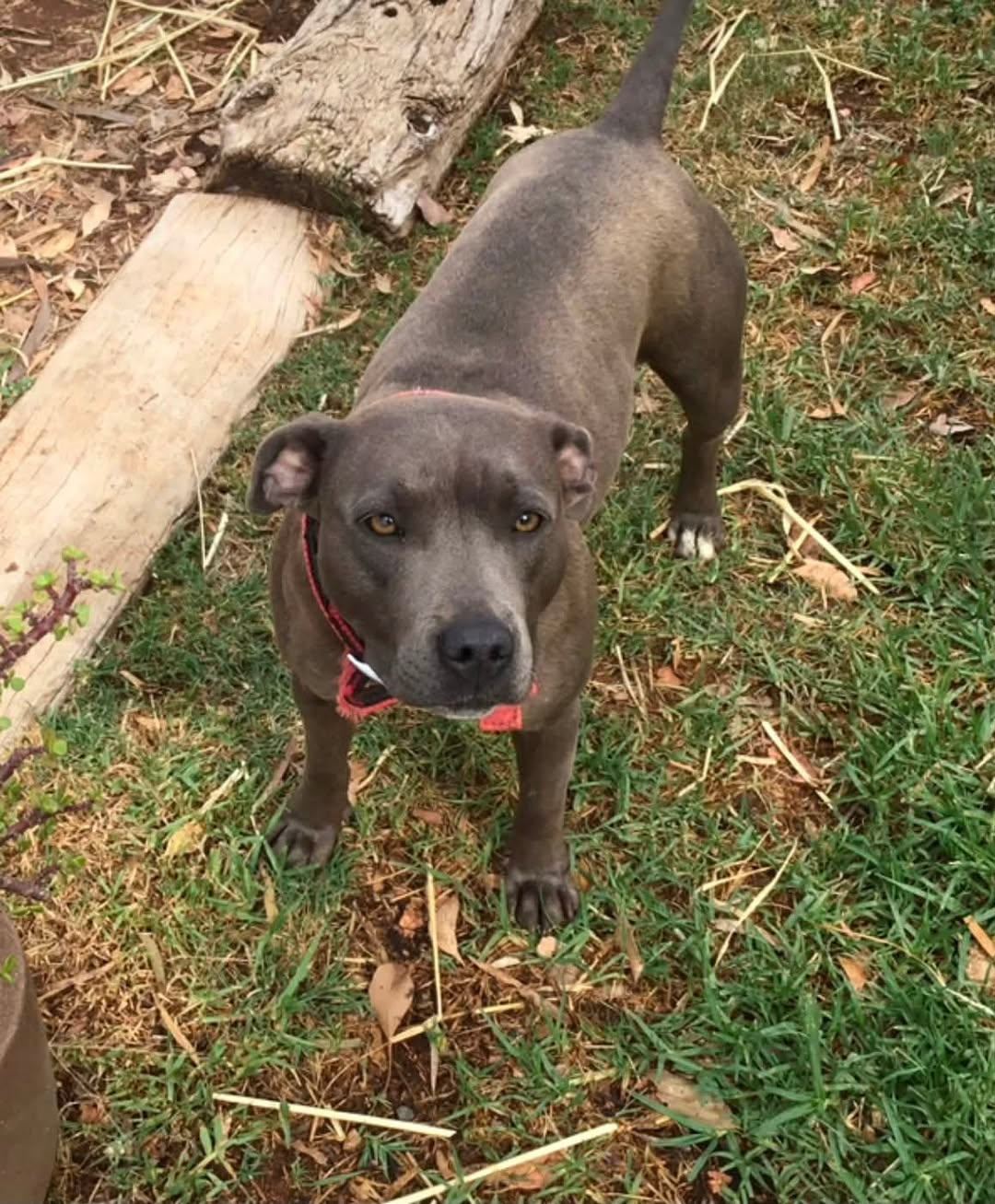 Lost Dog in Australia