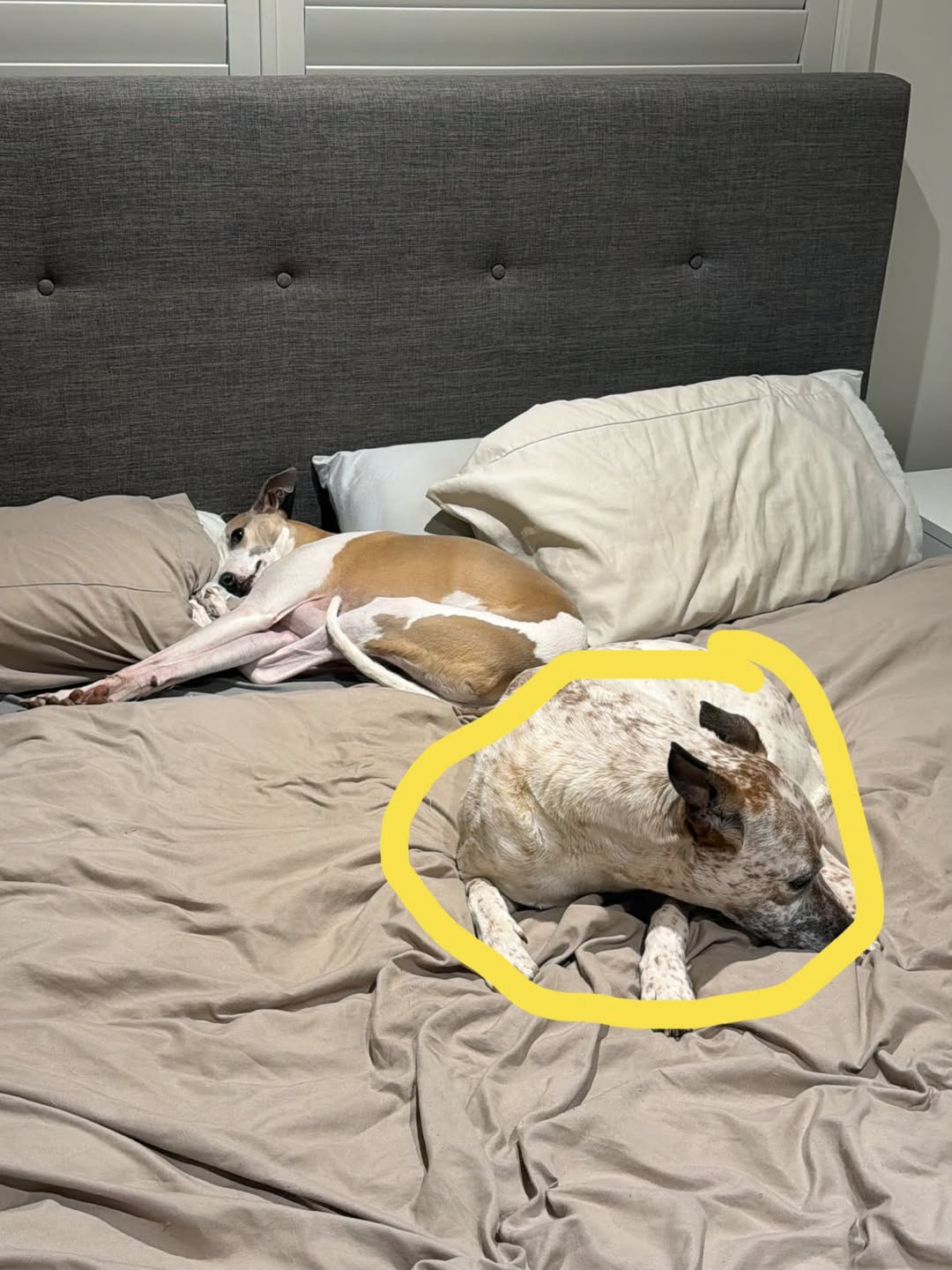 Lost Dog in Victoria