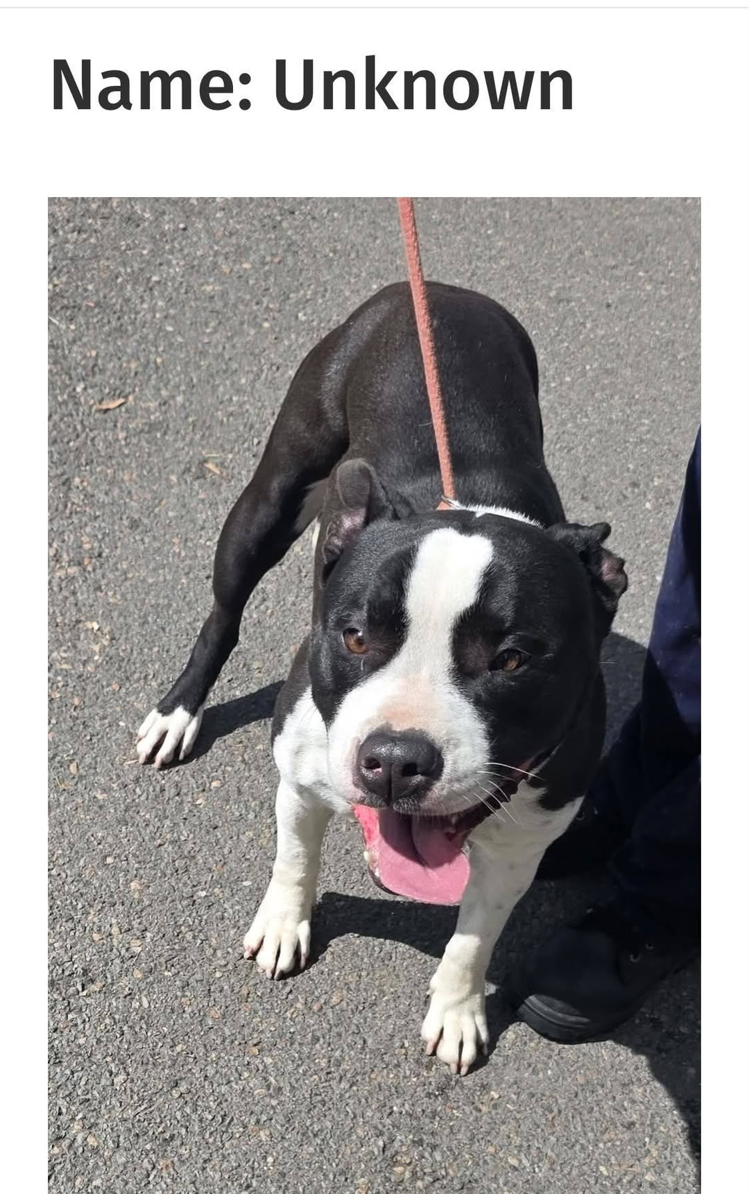 Found dog