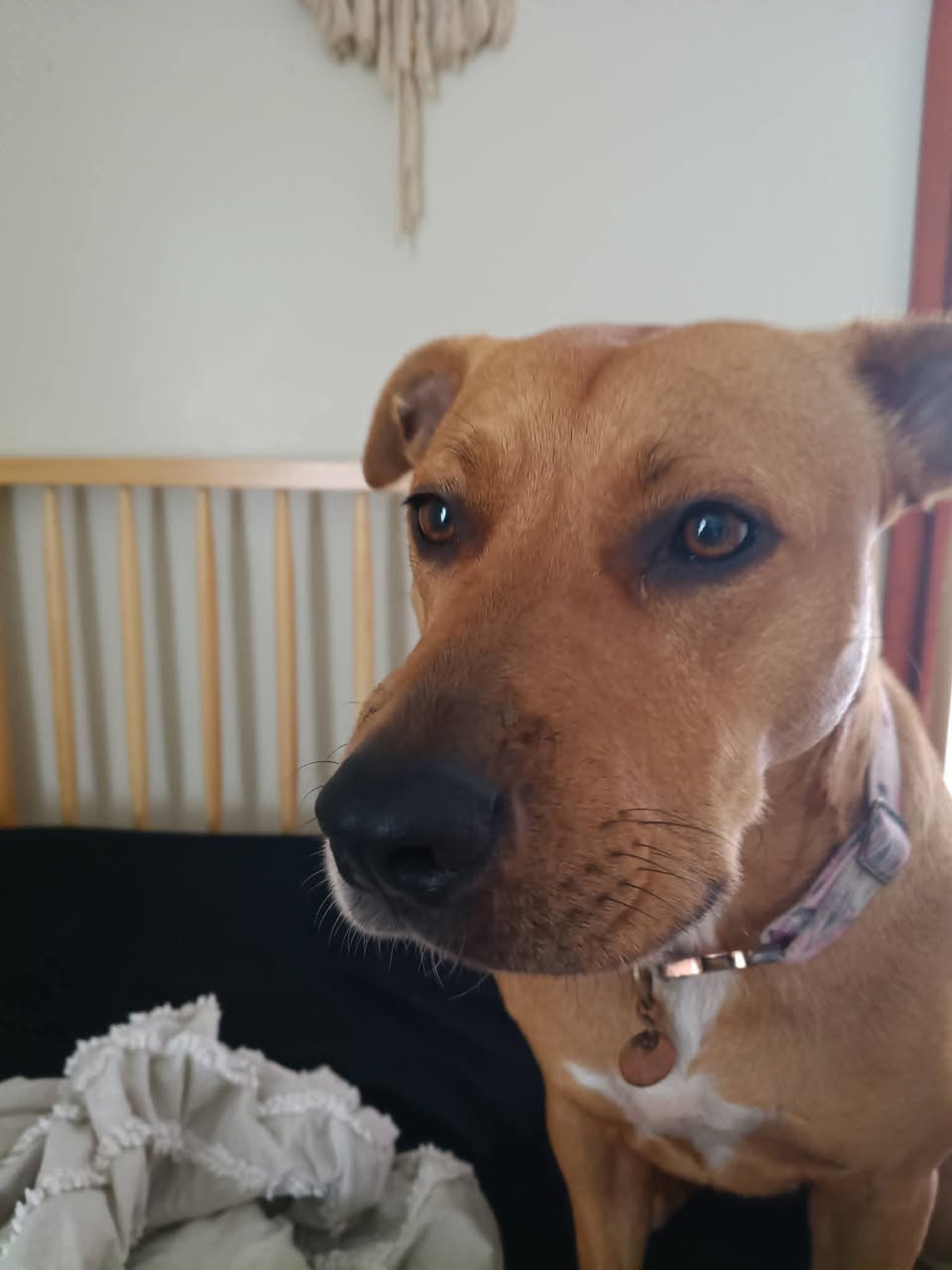 Lost Dog in New South Wales