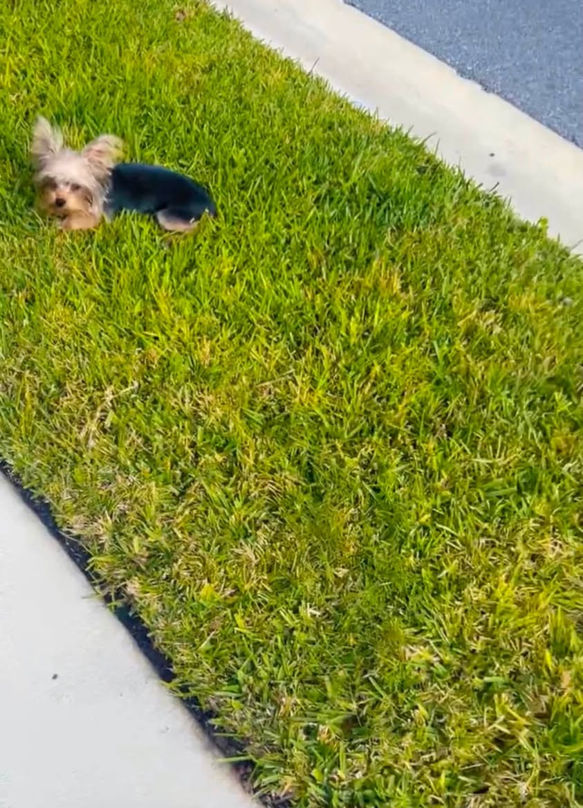Lost dog