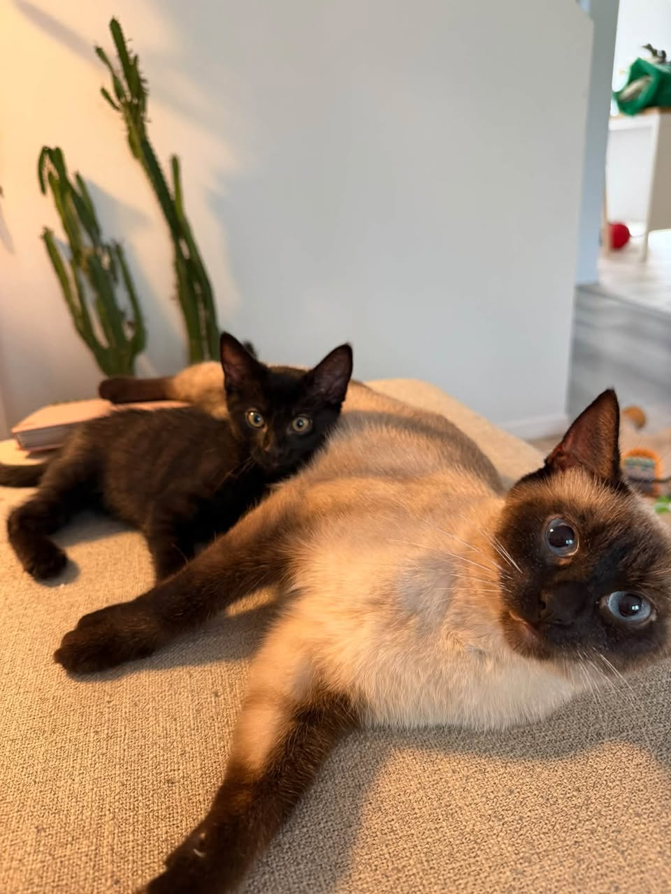 Lost Cat in Sherwood Park