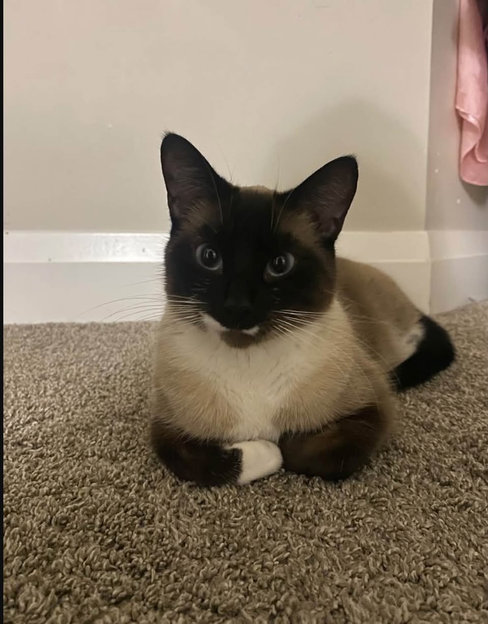 Lost Cat in Upper Windermere