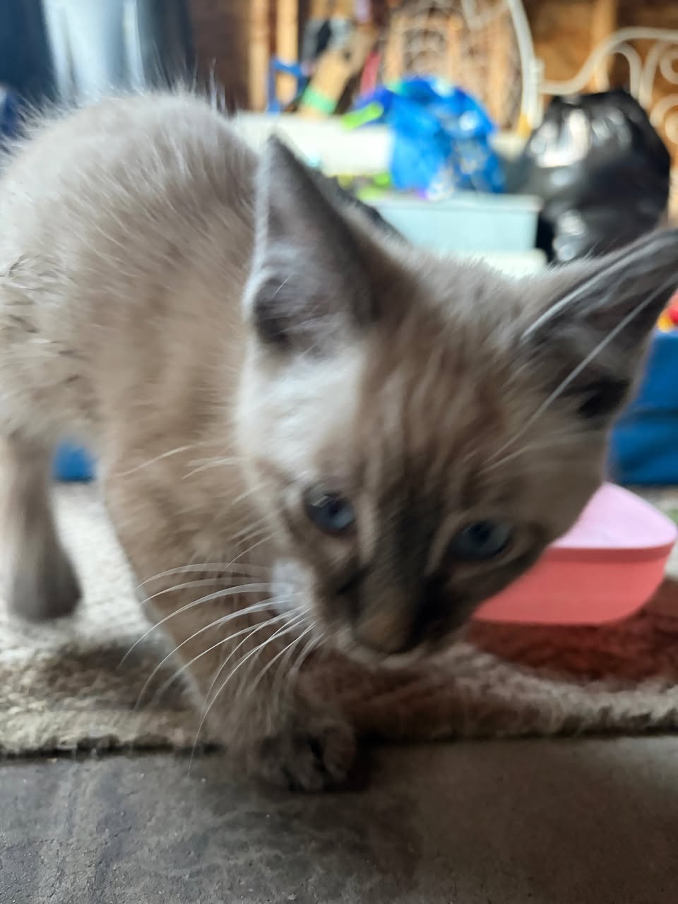 Found cat