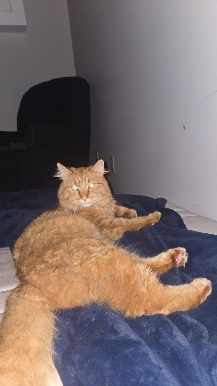 Lost Cat in Kate Chegwin / Mill Woods