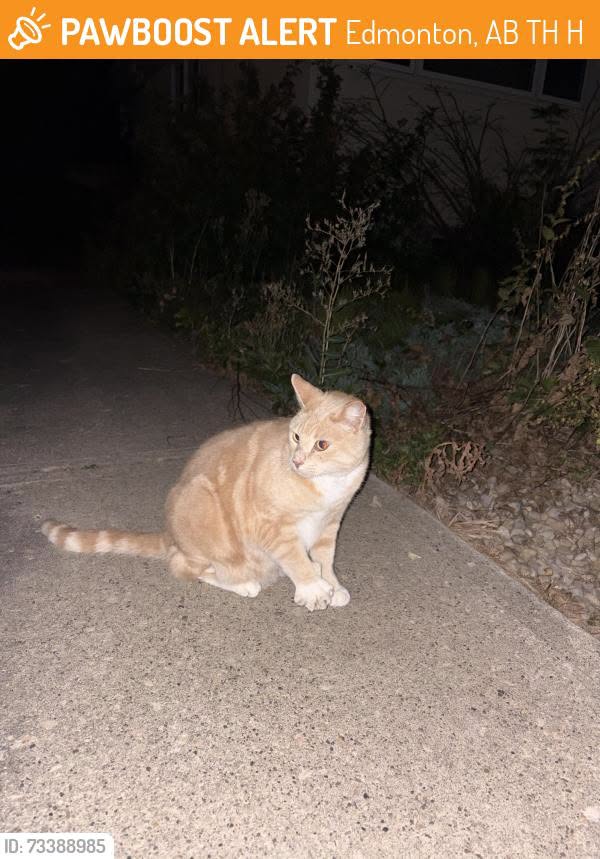 Found cat