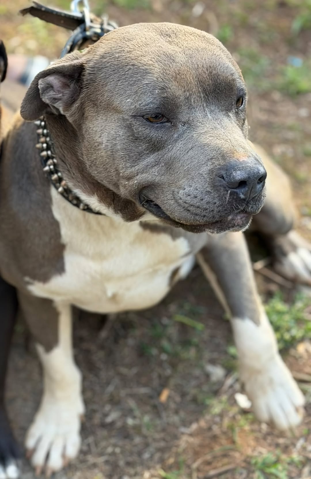 Lost dog