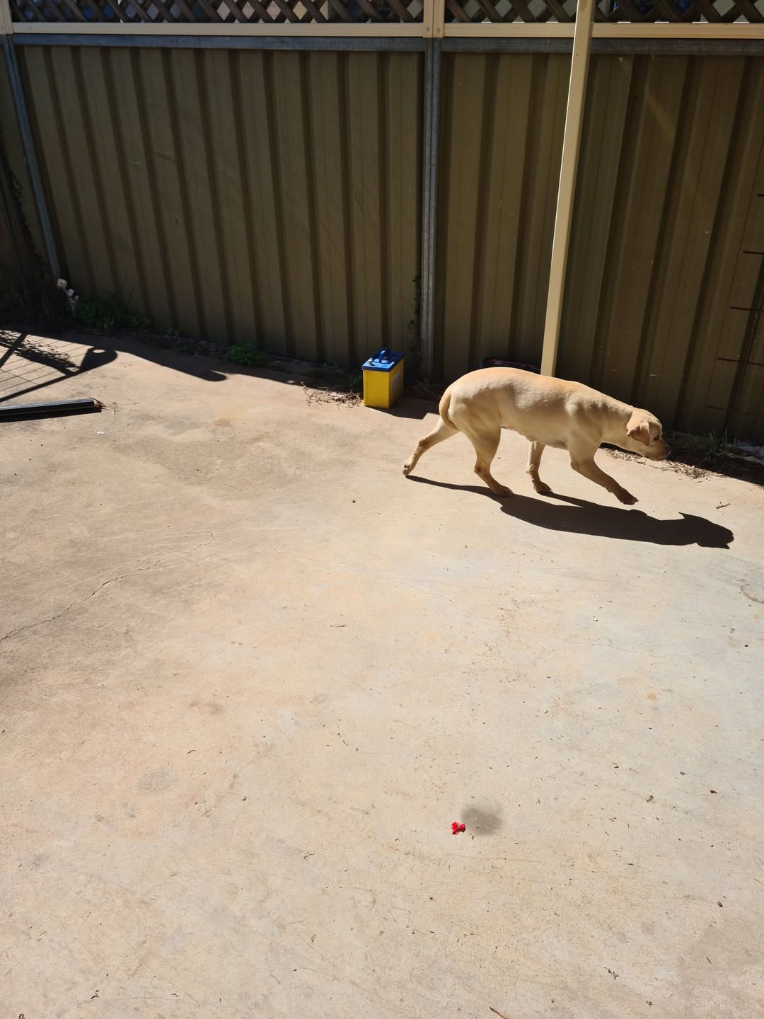 Found Dog in Dubbo