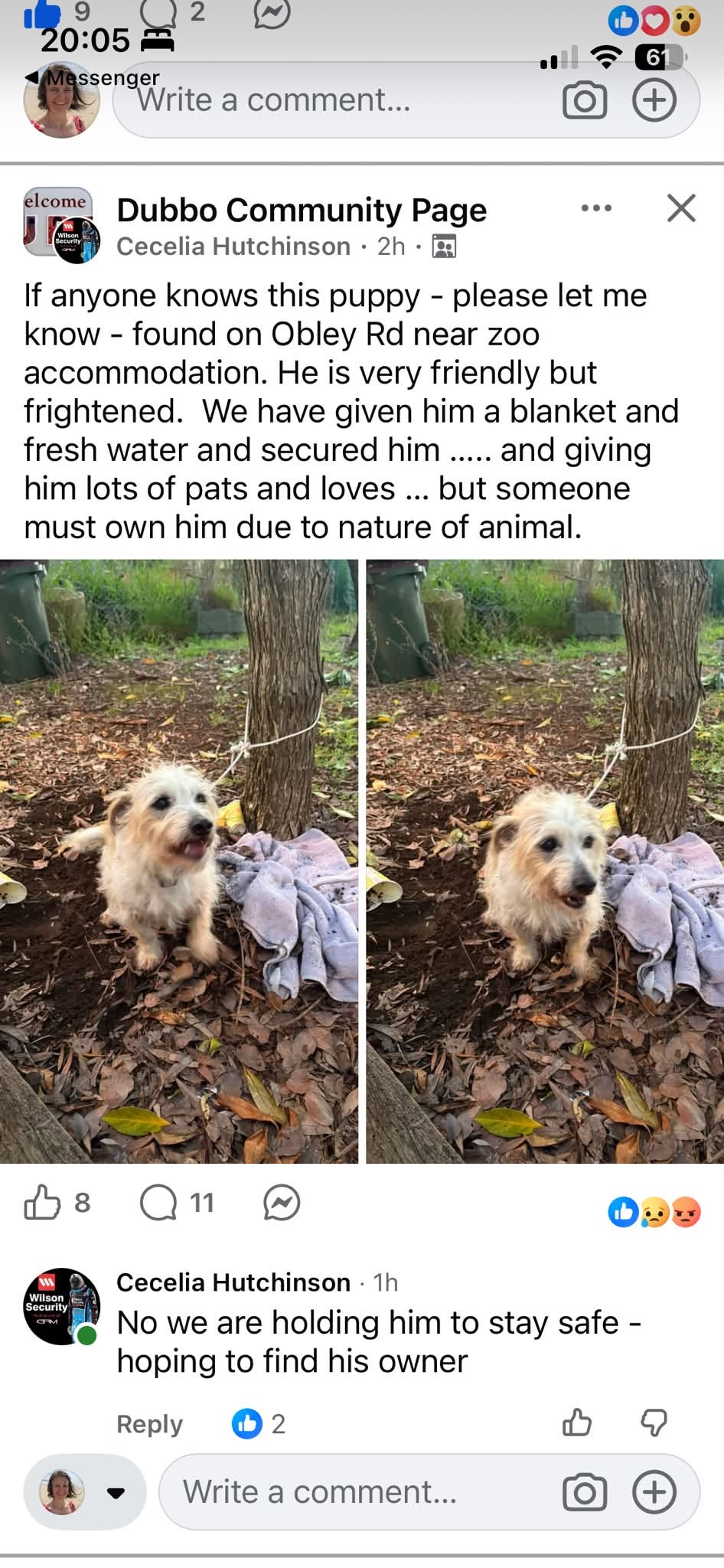 Found Dog in Dubbo