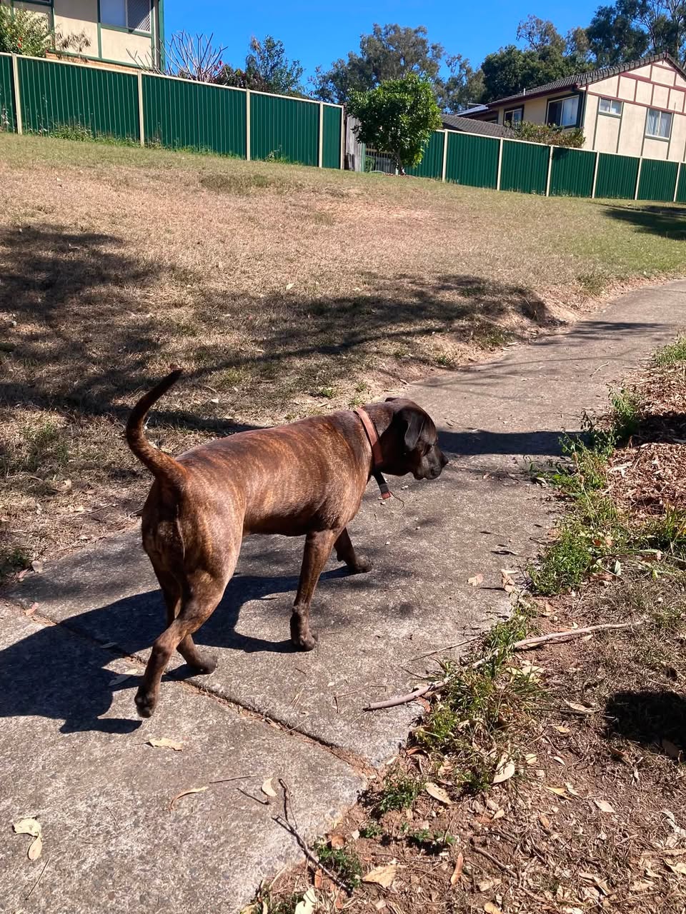 Found dog