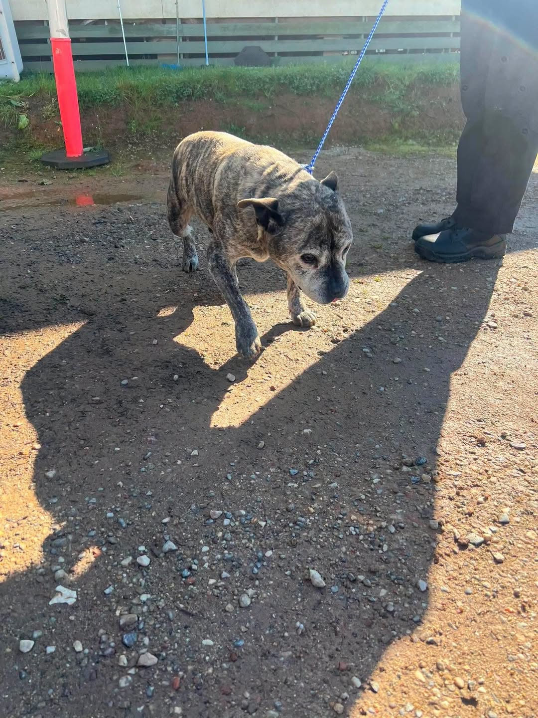 Found dog