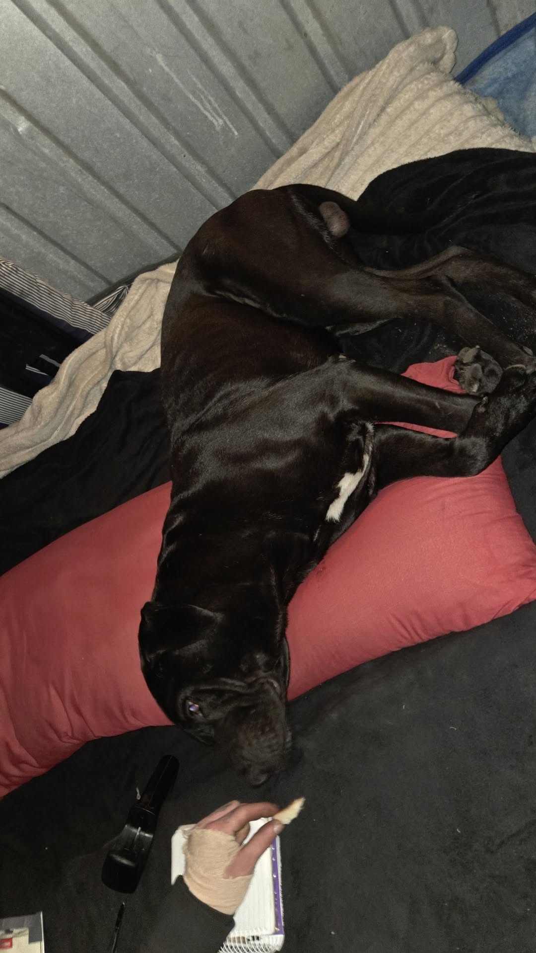 Lost dog