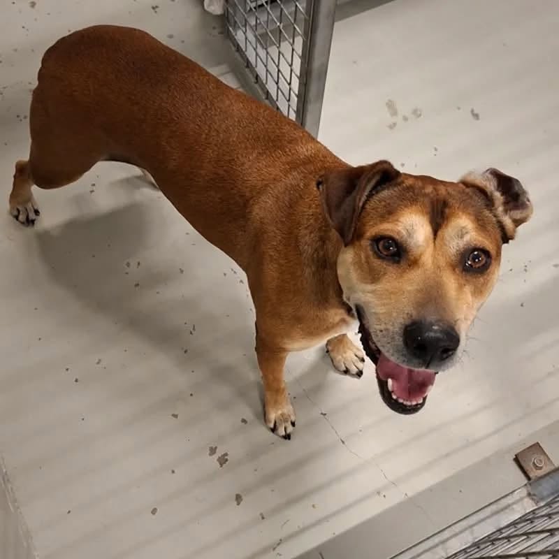 Found dog