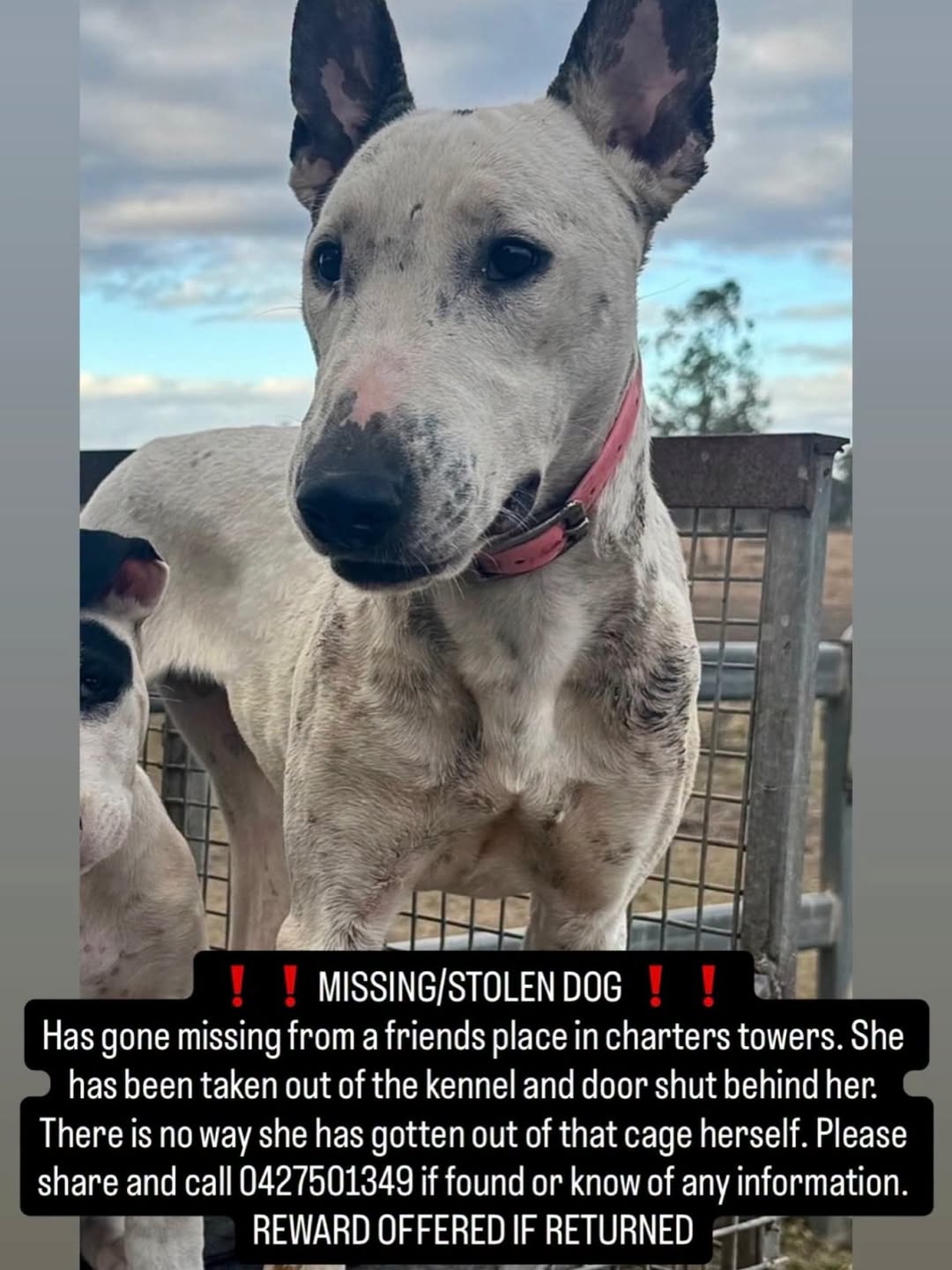 Lost dog