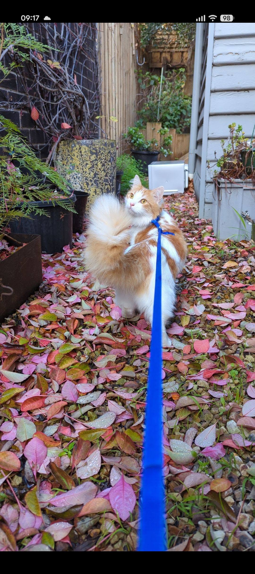 Lost Cat in Ormond
